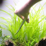トリミング　繰り返し